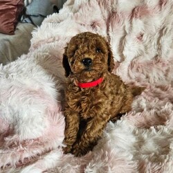 Adopt a dog:Beautiful red/black toy poodles /Toy Poodle/Female/Sex: Mixed Litter,I have 3 boys and 2 girls available for new homes  all ready to go now!! They will be microchipped, flea and wormed. Mum is a very affectionate and loving pet which she can be seen with puppies. All puppies have been raised around the usual household noises and we'll socialised. Pm for information. Video call is available