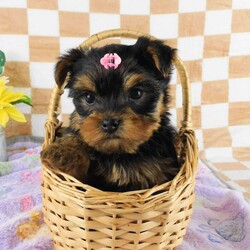 Marigold/Yorkie									Puppy/Female	/7 Weeks