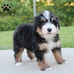 April/Mini Bernedoodle									Puppy/Female	/6 Weeks,our pups are F1-Mini-bernedoodle they will be more Wavy haired then curly, 40-60 lbs full grown. they are  well lovedand socialized  get playtime with kids and adults daily.  they are upto date on vaccines -dewormer , we have a vet appointment scheduled. 