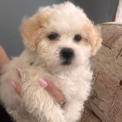 Adopt a dog:Malshi puppies /Malshi/Female/Sex: Mixed Litter,Puppies looking for a new home, they have 8 weeks old, they have first vaccine, flea and worms treatment
