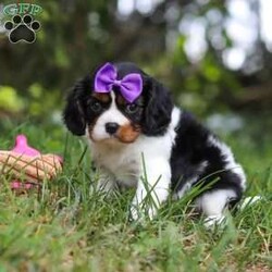 Ember/Cavalier King Charles Spaniel									Puppy/Female	/8 Weeks,Hi, my name is Ember! I’m an adorable AKC Registered Cavalier King Charles Spaniel with a sweet, loving personality and a heart full of affection. I love spending my days playing with toys, exploring new things, and soaking up all the attention I can get. Whether I’m romping around during playtime or snuggled up beside my favorite people, I’m happiest when I’m sharing love and making memories.