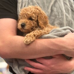 ONLY 1 LEFT - Toy Cockapoo GIRL Ready Now/Cockapoo/Female/Sex: Mixed Litter, Our beautiful Yellow girl is now the last puppy available from Frankie’s litter 