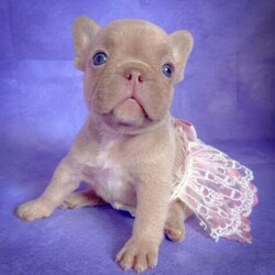 Adopt a dog:Adorable puppies/French Bulldog/Female/Sex: Mixed Litter,Chunky and Cheerful girls and boys beautiful colours,raised in a loving family, ready to go to their forever homes from 20 of June. All puppies will be microchipped,vaccinated,treated for worms and fleas and will go with a full paperwork including a health check. Mum and dad are health tested clear for genetic diseases. We are looking for responsible owners. Please message if you’re interested.