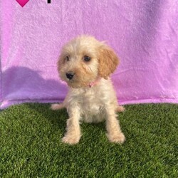 Adopt a dog:Minature cockerpoo 6 left/Cockapoo/Female/Sex: Mixed Litter,Our beautiful Lola has had 8 stunning puppies. Dad is a Minature poodle. They are used to house noise and children and would create the perfect pet. Each puppy comes with a starter pack. They have been wormed deflead microchipped and also have had a vet check and there first ja