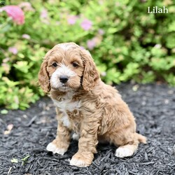 Lilah/Cockapoo									Puppy/Female	/7 Weeks,Our adorable Cockapoo puppies are looking for loving forever homes! These sweet puppies are family raised and have been socialized from an early age, making them friendly, affectionate, and well-adjusted companions. They are used to being around children and enjoy playtime and attention, making them wonderful additions to families of all sizes.