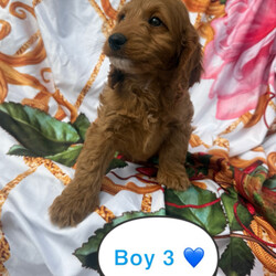 Adopt a dog:Cockerpoo puppies for sale /Cockapoo/Female/Sex: Mixed Litter,I have 6 beautiful F1 cockerpoo pups. 5 boys and 1 girl. Mum is family pet and dad is a miniature poodle stud dog we use. Pups have been reared up around children and other animals. First vaccination,microchipped and vet checked. Second vaccination already paid for.