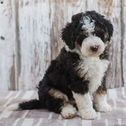 India/Mini Bernedoodle									Puppy/Female	/7 Weeks,Meet India a Multigenerational Mini Bernedoodle puppy looking for a new home. This tri-colored, curly-haired little sweetheart will be sure to be your best friend! Looking for a companion to go on a walk, play with your children in the grass, or cuddle on the couch then look no further than India! Family raised, up to date on shots and dewormer, and comes with a 1 year genetic health guarantee. She’s socialized with our children, who help care for the puppies!! She comes with a small bag of food, blanket, toy and a collar. Give us a call today! We’re open Monday-Saturday 8-8 and closed on Sundays. Sunday messages will be returned on Monday. Country Echo Pets,  Raymond Lapp Sunbury Pa 17801 Pa License #17927