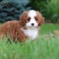 Maverick/Cavapoo									Puppy/Male	/8 Weeks,Meet Maverick! He’s full of energy, curiosity, and unconditional love, always ready to explore, chase toys, and discover something new. When the day winds down, he’s happiest curled up close, soaking in every cuddle with his sweet, gentle nature. His petite size makes him even more special, offering the perfect blend of affection, fun, and charm. He’ll make a wonderful companion for families, singles, or anyone looking for a loyal little friend.