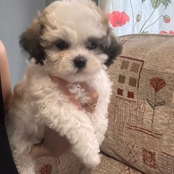 Adopt a dog:Malshi puppies /Malshi/Female/Sex: Mixed Litter,Puppies looking for a new home, they have 8 weeks old, they have first vaccine, flea and worms treatment