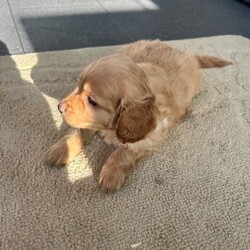 Stunning F1B cockapoo pups/Cockapoo/Female/Sex: Mixed Litter,A stunning litter of 5 cockapoo pups now searching for their new home . There is 3 boys and 2 girls . Mum is our family pet cockapoo and she has done brilliantly raising them . Dad was a poodle stud we chose to use and pictured can be seen of him at viewings along with his health check paperwork . Pups will be microchipped before leaving for their new homes with card provided. They have been wormed to date and checked for fleas on a regular basis . They are eating and drinking well also . They are coming from a family home so very familiar with kids and household noises . I have started to introduce the use of puppy pads but still hit and miss at this age . Amy more questions or to arrange a viewing please message .
