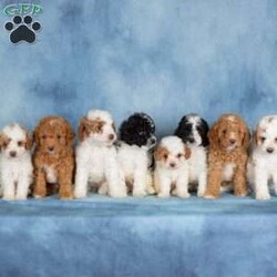 Peanut/Miniature Poodle									Puppy/Female	/April 30th, 2026,These precious Mini Poodle puppies are searching for their forever families! With their soft, beautiful coats and cheerful personalities, these little ones are full of love and ready to bring joy to their new homes. Raised in a family environment and given plenty of attention from day one, they are well socialized and comfortable with everyday household activity.