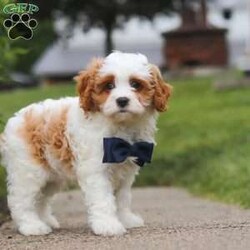 Asher/Cavapoo									Puppy/Male	/9 Weeks,Meet Asher, the epitome of charm and cuteness in the form of an Cavapoo puppy! He is a delightful blend of energy, intelligence, and affection, ready to prance into your heart and home. His expressive eyes and wagging tail convey the joy and warmth he brings to every interaction. Raised with love and care, he is the perfect fit for families and individuals alike, ready to join you with a lineage that exemplifies excellence. With a soft coat he transforms into a perfect little snuggle buddy. Thanks to his poodle heritage he is intelligent and quickly picks up on new thing this makes him easy to train and adaptable in various situations. 
