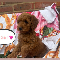 Adopt a dog:Cockerpoo puppies for sale /Cockapoo/Female/Sex: Mixed Litter,I have 6 beautiful F1 cockerpoo pups. 5 boys and 1 girl. Mum is family pet and dad is a miniature poodle stud dog we use. Pups have been reared up around children and other animals. First vaccination,microchipped and vet checked. Second vaccination already paid for.