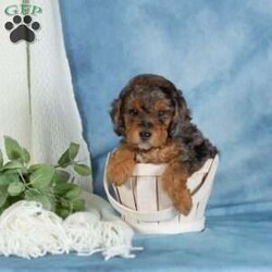 Charlie/Miniature Poodle									Puppy/Male	/April 29th, 2026,These adorable Mini Poodle puppies are ready to find their furever homes! With their beautiful coats, playful personalities, and confident spirits, they are excited to meet the world at your side. Family raised with lots of love and attention, these little ones are very well socialized and have been exposed to everyday household sights and sounds, making them well prepared to become a happy part of your family.