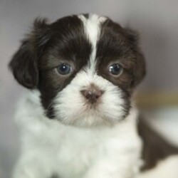 Adopt a dog:Omar/Shih Tzu/Female/April 18, 2026,Hi, I'm Omar! I'm a 9-week-old male Shih Tzu with a beautiful liver & white coat, born on April 18. I'll be ready to go home to my forever family after June 20, once I'm grown enough to leave my litter. When I reach my adult size, I should weigh between 9–20 lbs. I'm AKC registered. We'll be a family, and I'll be your friend for life.
