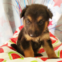 Adopt a dog:Juneo/German Shepherd Dog/Female/May 14, 2026,Hi, I'm Juneo! I'm a 5-week-old male German Shepherd Dog with a beautiful black & red coat, born on May 14. I'll be ready to go home to my forever family after July 9, once I'm grown enough to leave my litter. When I reach my adult size, I should weigh between 60–110 lbs. I'm AKC registered. I'm looking forward to being your forever source of cuddles and joy.