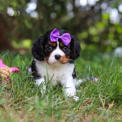 Ember/Cavalier King Charles Spaniel									Puppy/Female	/8 Weeks,Hi, my name is Ember! I’m an adorable AKC Registered Cavalier King Charles Spaniel with a sweet, loving personality and a heart full of affection. I love spending my days playing with toys, exploring new things, and soaking up all the attention I can get. Whether I’m romping around during playtime or snuggled up beside my favorite people, I’m happiest when I’m sharing love and making memories.