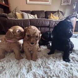 Adopt a dog:Stunning cockapoo puppie a/Cockapoo/Female/Sex: Mixed Litter,Our precious girl lLyra a cockopoo with a deep red curly coated cockapoo. The first and only litter of six stunning cockapoo puppies..