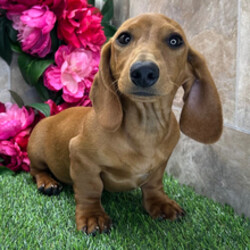Cedar/Dachshund/Female/February 21, 2026