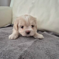 Lhatese (Maltese/ Lhasa Apso Mix/Mixed Breed/Female/Sex: Female,**All puppies are now reserved - thank you for your interest**