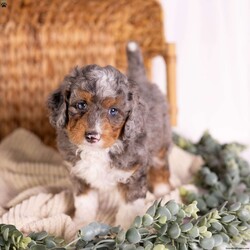 Caroline/Mini Bernedoodle									Puppy/Female	/7 Weeks,Introducing Caroline — a micro Bernedoodle merle girl so uniquely beautiful, she looks like she was dreamed up rather than born. Her soft, swirling merle coat is entirely her own, a one-of-a-kind pattern of blended tones that shifts and shimmers with every move she makes. She is tiny in stature, enormous in charm, and already the kind of puppy that makes people stop mid-sentence just to look at her.