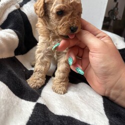 Adopt a dog:(2 black girls left £850 ready to leave) Double doodles for sale /Double Doodle/Female/Sex: Mixed Litter,Zaya gave birth to her beautiful litter on 5th April! She’s a proud mum of 7 gorgeous pups. 4 girls, 3 boys!