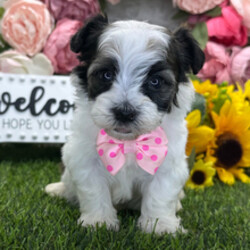 Eagle/Havanese/Female/April 30, 2026