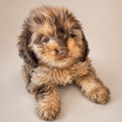 Beautiful mixed litter of F1 cocker poo puppies/Cockapoo/Female/Sex: Mixed Litter,I am so happy to announce that our beautiful girl Femme has given birth to 4 boys and 3 gorgeous girls ready to leave on the 16th of may. 