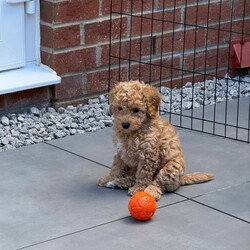 ONLY 1 LEFT - Toy Cockapoo GIRL Ready Now/Cockapoo/Female/Sex: Mixed Litter, Our beautiful Yellow girl is now the last puppy available from Frankie’s litter 
