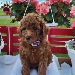 Randy/Miniature Poodle									Puppy/Male	/7 Weeks,Randy is a friendly, outgoing pup with a sweet temperament and playful personality. He was born on 05/02/2026.  His dam is Rita, an 17 lb. miniature poodle and his sire is Jasper an 13 lb. miniature poodle.