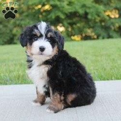 April/Mini Bernedoodle									Puppy/Female	/6 Weeks,our pups are F1-Mini-bernedoodle they will be more Wavy haired then curly, 40-60 lbs full grown. they are  well lovedand socialized  get playtime with kids and adults daily.  they are upto date on vaccines -dewormer , we have a vet appointment scheduled. 