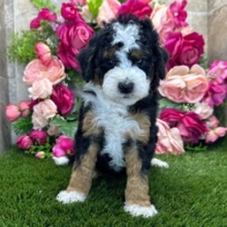 Fluffy/Bernedoodle/Female/May 4, 2026
