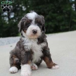 Sophia/Mini Bernedoodle									Puppy/Female	/6 Weeks,our pups are F1b Mini-bernedoodle they will be more curly haired , and stay 20-35 lbs full grown. they are  well lovedand socialized  get playtime with kids and adults daily.  they are upto date on vaccines -dewormer , we have a vet appointment scheduled. 