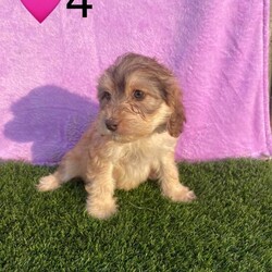 Adopt a dog:Minature cockerpoo 6 left/Cockapoo/Female/Sex: Mixed Litter,Our beautiful Lola has had 8 stunning puppies. Dad is a Minature poodle. They are used to house noise and children and would create the perfect pet. Each puppy comes with a starter pack. They have been wormed deflead microchipped and also have had a vet check and there first ja