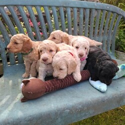 Beautiful Cockapoo Puppies For Sale /Cockapoo/Female/Sex: Mixed Litter,Beautiful cockapoo puppies for sale 3 Boys and 3 Girls Available They have fantastic personality's and are used to children and family life. Mum is a chocolate cockapoo, and can be seen, as she is our very loved family pet. Farther is a kc registered Apricot miniature poodle. The puppies are 4 weeks old and are ready to leave and find there forever homes at 8 weeks old on the 10th July 2026 They are microchipped, and fully up to date with worming. and have been health checked by the vet. Deposit can secure.