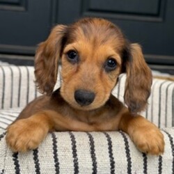Adopt a dog:Willow/Dachshund/Female/April 15, 2026,Hi, I'm Willow! I'm a 9-week-old female Dachshund with a beautiful red coat, born on April 15. I'll be ready to go home to my forever family after June 10, once I'm grown enough to leave my litter. I'm UABR registered. I'm excited to be your loyal companion and cuddle buddy.