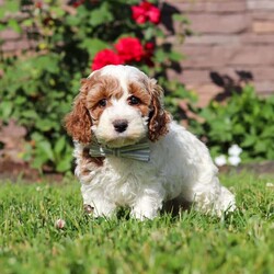 Baxter/Cockapoo									Puppy/Male	/7 Weeks