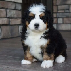 Jax/Mini Bernedoodle									Puppy/Male	/7 Weeks,Jax is a handsome big boy. He will be a loving , loyal addition to your family.  