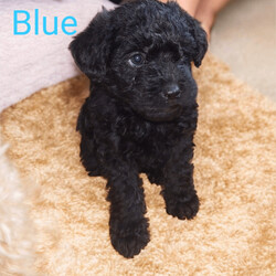 Miniature poodle X terrier miniature poodle x/Miniature Poodle/Female/Sex: Mixed Litter,We are delighted that our KC Registered miniature poodle and scoodle (Scottish terrier x poodle) have had a healthy litter of 3 girls and 1 boy puppies, they were born 24/4 and and ready to leave 19/06, they will all be micro chipped, heath tested by vet, flead and wormed before leaving. Both mum and dad can be seen, mum has a five generation family tree with highlighted champions and dad has had full DNA test with no health concerns. Both parents have great temperament towards our children. we are a house hold with 3 under tens and a cat so the puppies will be use to noise and lots of cuddles. This ****************** hybrid breed combines the playful, loyal nature of a Scottie with the high intelligence and low-shedding coat of a Poodle. Viewing available now