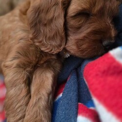 Adopt a dog:F1 COCKERPOO RED FEMALE PUPPIES/Cockapoo/Female/Sex: Female,I have two gorgeous red female Cockapoo puppies looking for their forever homes.