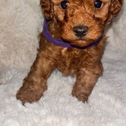 Toy poodles puppies for sale/Toy Poodle/Female/Sex: Female,Here we have a beautiful letter of four toy poodle puppies what our girl Sandy brought into this world the 11th of May 2026 puppies are all healthy and well they are friendly kind loving cuddle very playful and willing to know they have such soft smooth coats they get handled daily by my children and me 