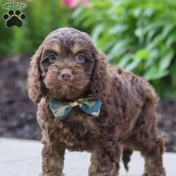 Atlas/Cockapoo									Puppy/Male	/7 Weeks,Hi, my name is Hudson, and I’m an adorable Cockapoo puppy with a big heart and an even bigger personality! I’m looking for a loving forever family to share all of life’s special moments with. With my soft, wavy coat, bright eyes, and playful spirit, I’m sure to bring endless happiness, laughter, and companionship wherever I go. I love meeting new people and have been raised with plenty of love and attention, helping me develop a friendly and affectionate personality. Whether I’m chasing a favorite toy, exploring the yard, learning new things, or curling up beside you for a cozy nap, I’m happiest when I’m spending time with my family.