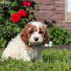Baxter/Cockapoo									Puppy/Male	/7 Weeks,Hi, my name is Baxter! I am a sweet and lovable F1 Cockapoo puppy with a playful personality and a heart full of affection. I love spending my days exploring, playing with toys, and cuddling up with my favorite people. My gentle nature and friendly attitude make me a wonderful companion for families, couples, or anyone looking for a loyal best friend. I come from wonderful parents with great temperaments and charming personalities.