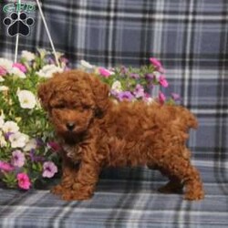 Zoomer/Toy Poodle									Puppy/Male	/8 Weeks,Here comes a gorgeous red AKC Toy Poodle puppy who is already started on potty training and crate training! Both parents are both health tested by diseases advised by our genetics company so you know your puppy will mature to the best of health, while other puppies may suffer from health issues known to the breed.