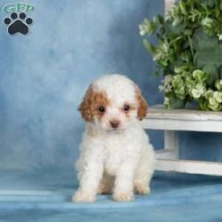 Peanut/Miniature Poodle									Puppy/Female	/April 30th, 2026,These precious Mini Poodle puppies are searching for their forever families! With their soft, beautiful coats and cheerful personalities, these little ones are full of love and ready to bring joy to their new homes. Raised in a family environment and given plenty of attention from day one, they are well socialized and comfortable with everyday household activity.