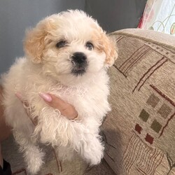 Adopt a dog:Malshi puppies /Malshi/Female/Sex: Mixed Litter,Puppies looking for a new home, they have 8 weeks old, they have first vaccine, flea and worms treatment