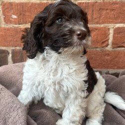 Adopt a dog:Gorgeous f1 cockapoo puppy /Cockapoo/Female/Sex: Male,Little boy cockapoo puppy he is parti white and chocolate been bought up in our family home with lots of children and other dog
