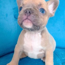 Adopt a dog:Adorable puppies/French Bulldog/Female/Sex: Mixed Litter,Chunky and Cheerful girls and boys beautiful colours,raised in a loving family, ready to go to their forever homes from 20 of June. All puppies will be microchipped,vaccinated,treated for worms and fleas and will go with a full paperwork including a health check. Mum and dad are health tested clear for genetic diseases. We are looking for responsible owners. Please message if you’re interested.