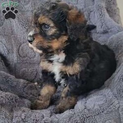 Sage/Mini Bernedoodle									Puppy/Female	/7 Weeks,Say hello to this beautiful f2 mini bernedoodle puppy,  he is expected to be between 30 n 40lbs when grown,  