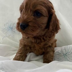 Adopt a dog:Cavapoo F1/Cavapoo/Female/Sex: Mixed Litter,Proud to present these four bundles of joy F1 cavapoos. The mam is a cavalier king charles and the dad is a toy poodle. They are ready for their forever homes on the 5th of July. The pups will come microchiped, health tested and would of had their first vaccinations. They will come with a bag of food they have been weened on and a comfort blanket for their new journeys. These have been raised around my 5 daughters so are outstanding with children and are used to everyday noises in a household. Viewings are more than welcome. A £200 non refundable deposit will reserve your pup . Thanks for taking the time to look.